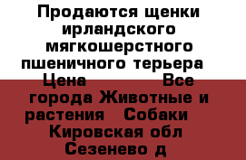 Продаются щенки ирландского мягкошерстного пшеничного терьера › Цена ­ 30 000 - Все города Животные и растения » Собаки   . Кировская обл.,Сезенево д.